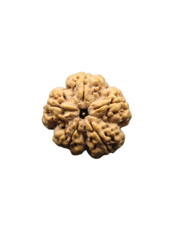 5-Mukhi-Real-Rudraksha-Collector-Beads