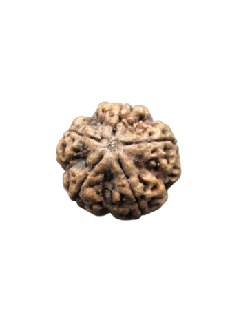 Five-Faced-Real-Rudraksha-Collector-Beads