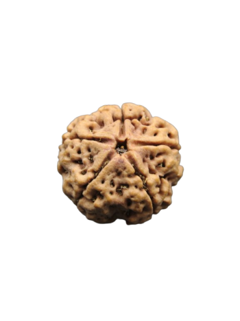 Panch-Mukhi-Nepali-Rudraksha-Collector-Beads