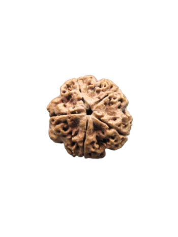 5-Mukhi-Real-Nepali-Rudraksha-Collector-Beads