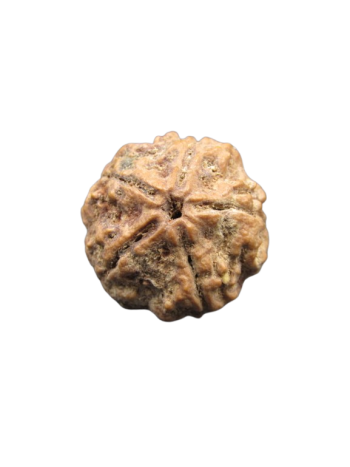 5-Mukhi-Nepali-Rudraksha-Collector-Beads