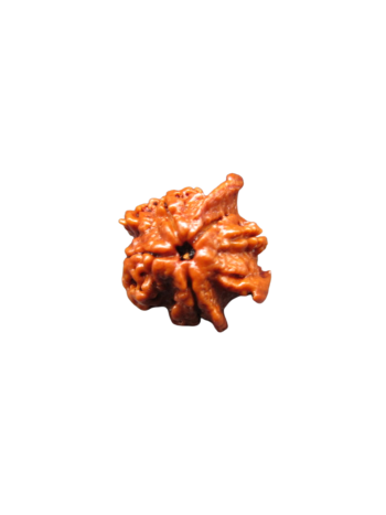 4-Mukhi-Chatur-Medha-Real-Rudraksha-Bead-Quadruple-Intellect-Fourfold-Medha-Rudraksha