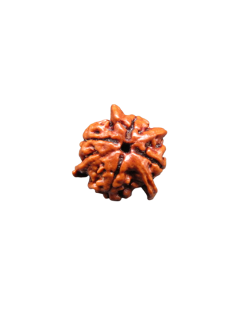 4-Mukhi-Chatur-Medha-Real-Rudraksha-Bead-Quadruple-Intellect-Fourfold-Medha-Rudraksha