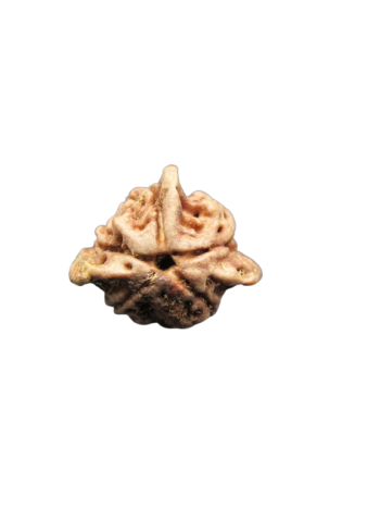 Tri-Medha-Ganesh-Rudraksha-5-Mukhi