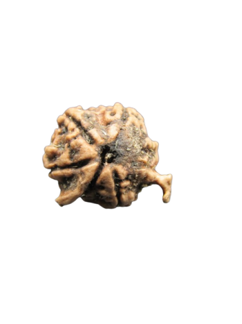Dwi-Medha-Ganesh-Rudraksha-6-Mukhi