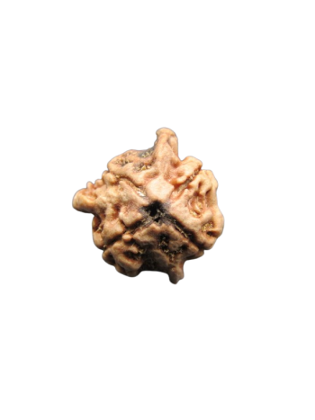 Tri-Medha-Ganesh-Rudraksha-4-Mukhi