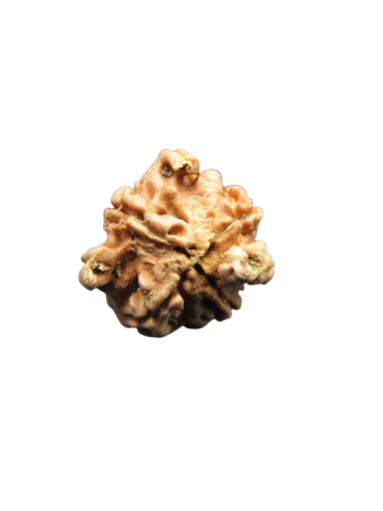 Tri-Medha-Ganesh-Rudraksha-4-Mukhi