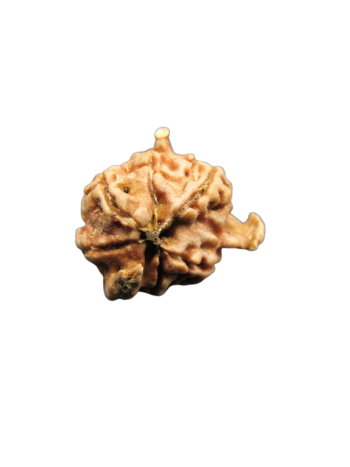 Tri-Medha-Ganesh-Rudraksha-5-Mukhi