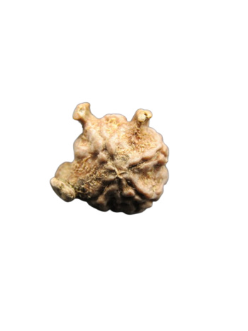Tri-Medha-Ganesh-Rudraksha-3-Mukhi
