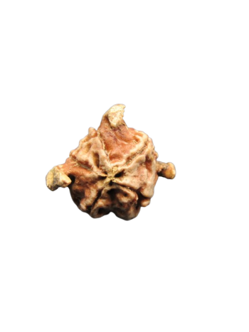 Tri-Medha-Ganesh-Rudraksha-5-Mukhi
