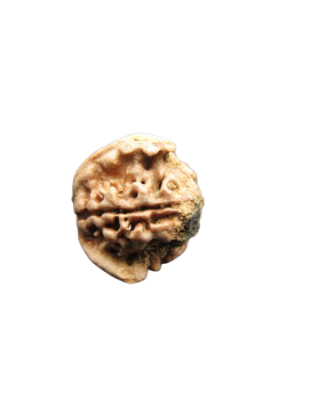 Dwi-Medha-Ganesh-Rudraksha-4-Mukhi