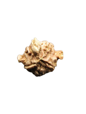 Tri-Medha-Ganesh-Rudraksha-4-Mukhi
