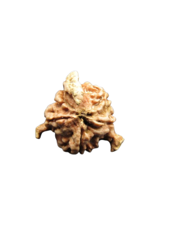 Tri-Medha-Ganesh-Rudraksha-5-Mukhi
