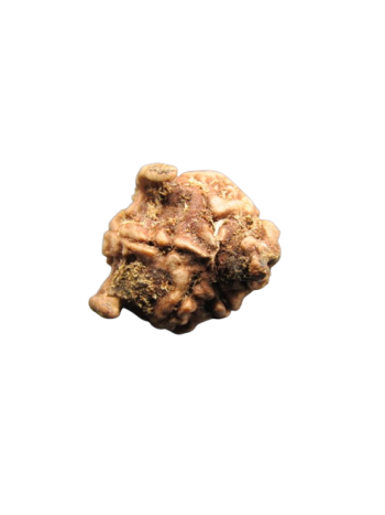 Tri-Medha-Ganesh-Rudraksha-5-Mukhi