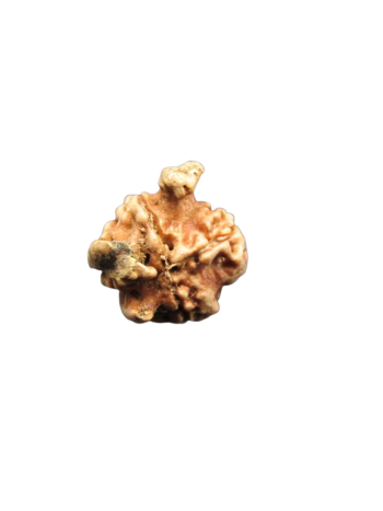 Tri-Medha-Ganesh-Rudraksha-4-Mukhi