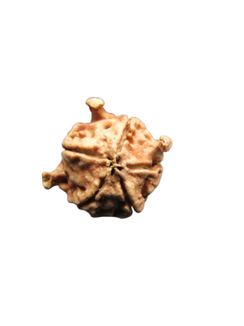 Tri-Medha-Ganesh-Rudraksha-5-Mukhi