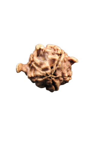 Tri-Medha-Ganesh-Rudraksha-5-Mukhi