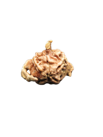 Tri-Medha-Ganesh-Rudraksha-5-Mukhi