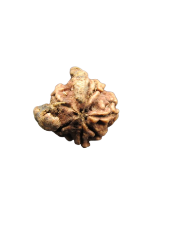 Dwi-Medha-Ganesh-Rudraksha-6-Mukhi