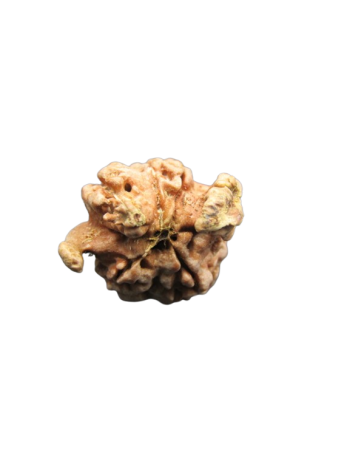 Dwi-Medha-Ganesh-Rudraksha-5-Mukhi