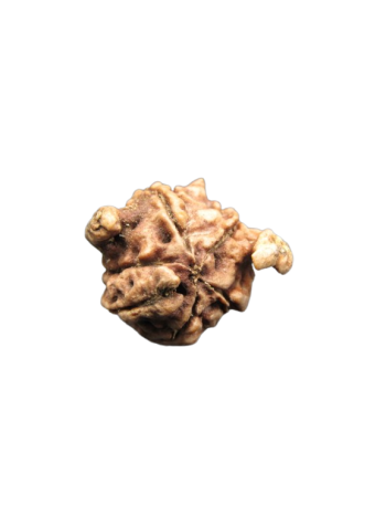 Dwi-Medha-Ganesh-Rudraksha-6-Mukhi
