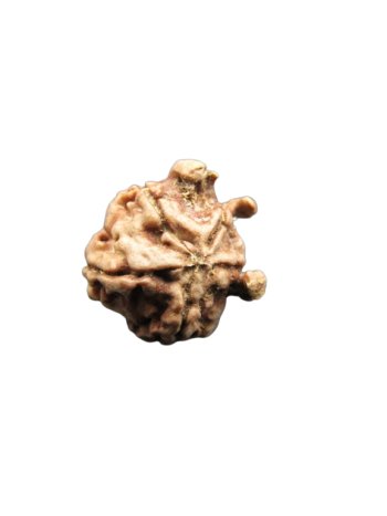 Tri-Medha-Ganesh-Rudraksha-5-Mukhi