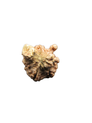 Tri-Medha-Ganesh-Rudraksha-4-Mukhi
