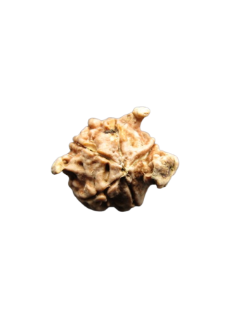 Tri-Medha-Ganesh-Rudraksha-5-Mukhi