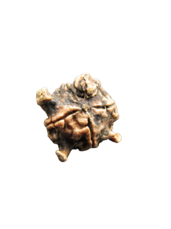 Tri-Medha-Ganesh-Rudraksha-5-Mukhi