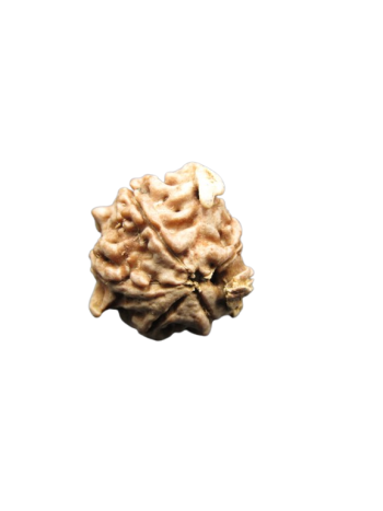 Dwi-Medha-Ganesh-Rudraksha-5-Mukhi