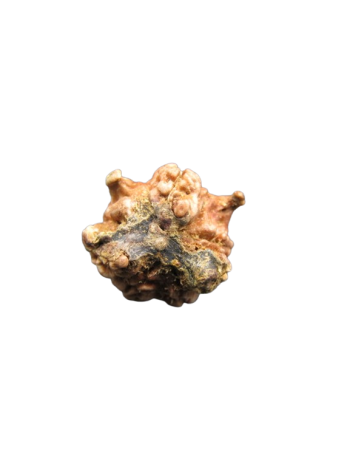 Tri-Medha-Ganesh-Rudraksha-5-Mukhi