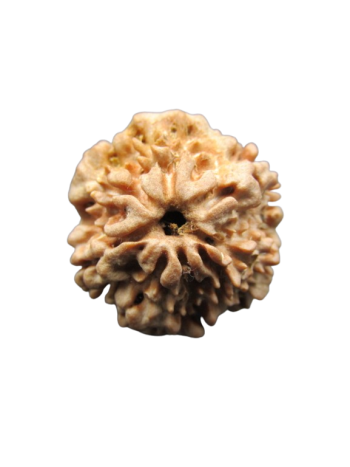 One-Mukhi-Rudraksha