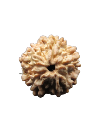 One-Mukhi-Rudraksha