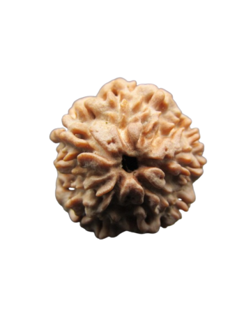 One-Mukhi-Rudraksha