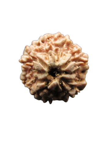 One-Mukhi-Rudraksha