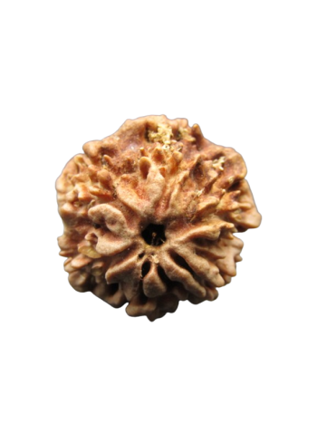 One-Mukhi-Rudraksha