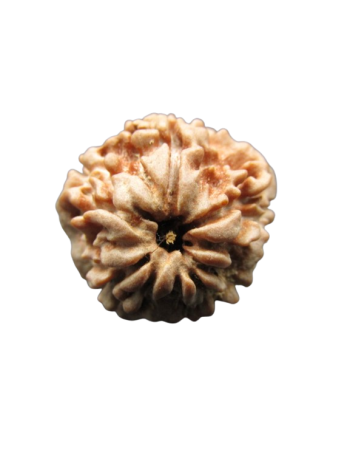 One-Mukhi-Rudraksha