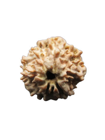 One-Mukhi-Rudraksha