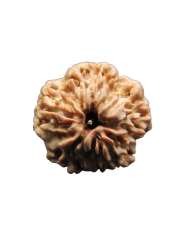 One-Mukhi-Rudraksha