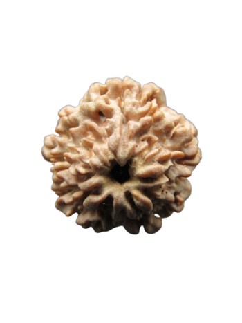 One-Mukhi-Rudraksha