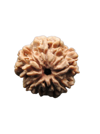 One-Mukhi-Rudraksha