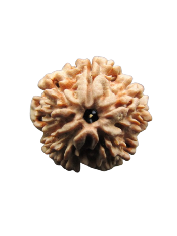 One-Mukhi-Rudraksha