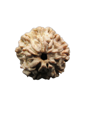 One-Mukhi-Rudraksha