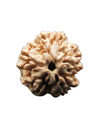 One-Mukhi-Rudraksha
