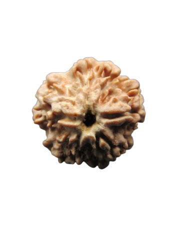One-Mukhi-Rudraksha
