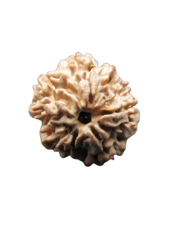 One-Mukhi-Rudraksha