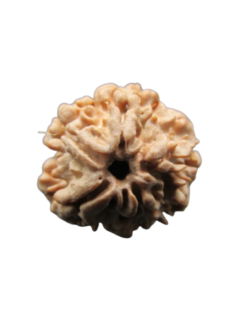 One-Mukhi-Rudraksha