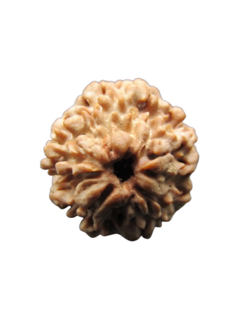 One-Mukhi-Rudraksha