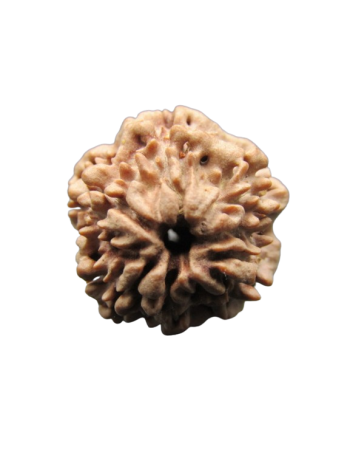 One-Mukhi-Rudraksha