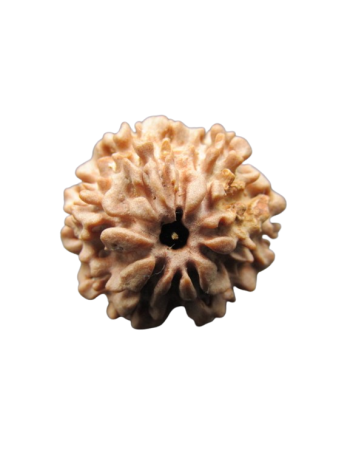 One-Mukhi-Rudraksha